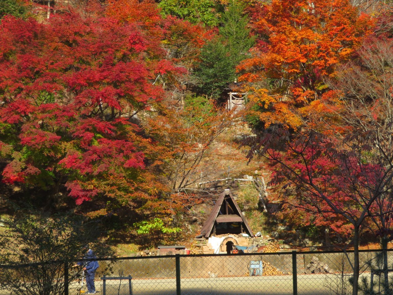 紅葉②