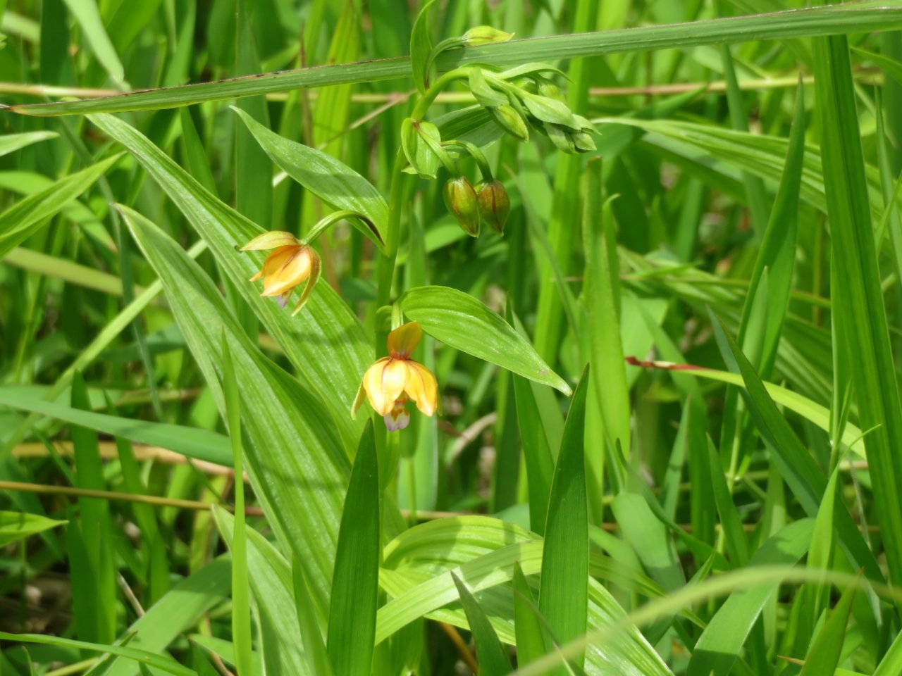 カキラン