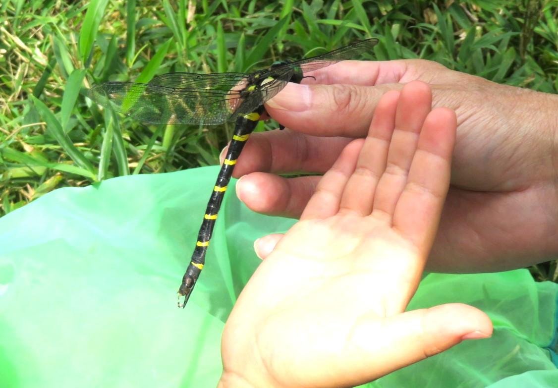 オニヤンマ♀